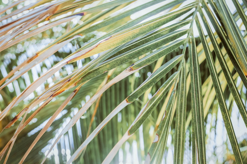 turk, green color, nature, backgrounds, plant part, growth, day, full frame, botany, palm, closeup, photo, caico, grand turks and caico, no people, travel
