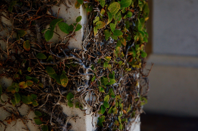 2K, no people, creeper plant, day, focus on foreground, pillar, beauty in nature, nature, green, built structure, provo, paradise, selective focus, green color