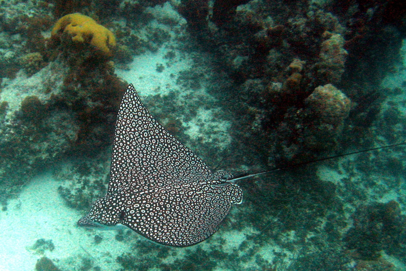 water, ocean, Reef, Spotted, reef, 1080P, Ocean, near, invertebrate, fish, ray, animal themes, undersea, sea, one animal, spotted, eagle, sea life, Eagle