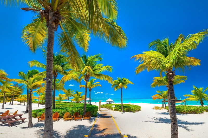 coconut palm tree, tropical tree, blue, tranquil scene, travel destinations, water, no people, palm tree, beauty in nature, sky, tropical climate, scenics - nature