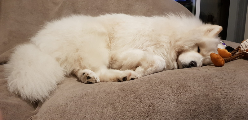 lying down, pets, relaxation, domestic, domestic cat, cat, dog, mammal, domestic animals, vertebrate, 4K, feline, peaceful, eyes closed, samoyed, home interior