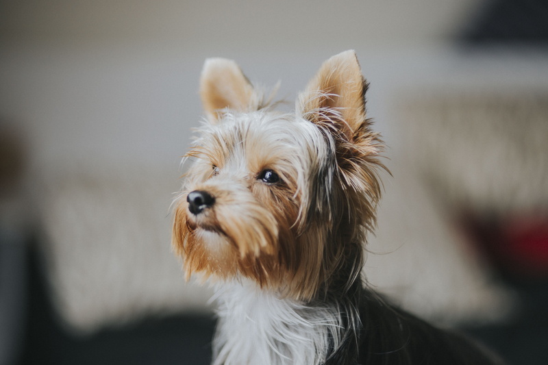 5K, animal body part, focus, small, yorkie, canine, domestic, terrier, shallow, yorkshire, tan, animal, one animal, focus on foreground, close-up, lap dog
