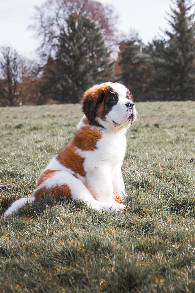 snow, animal, brown, land, animal themes, domestic animals, plant, 4K, white, one animal, cavalier king charles spaniel, landscape, best, grass, lawn