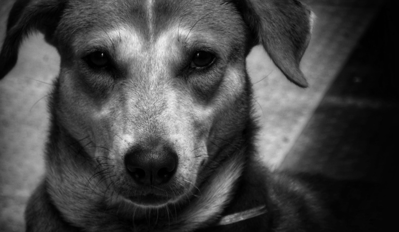 animal mouth, 5K, animal nose, mammal, portrait, animal eye, fur, domestic animals, no people, animal, cute, indian pariah, vertebrate, friend, charming