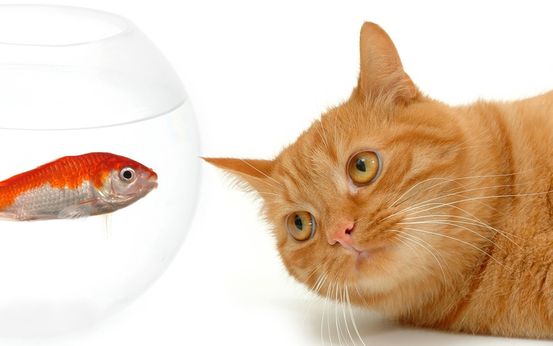 1080P, friends, cat, water, fish, best