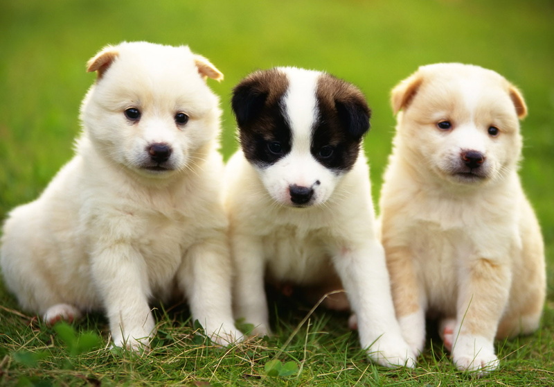 young animal, animal themes, cute, pooch pictures, 720P, three animals, golden retriever photos, group of animals, day, domestic, bulldog, portrait, small