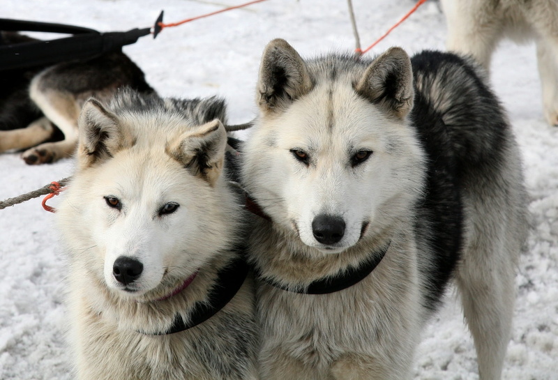 domestic animals, sled dog, black, animal, animal themes, mans best friend, competition, snow, sled, domestic, vacation, no people, winter, dog sled race