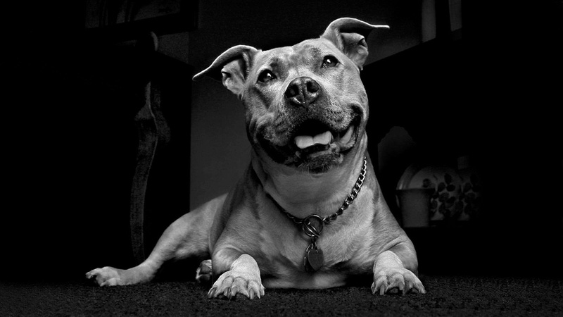 companion, 1080P, excited, bond, pit bull, see, happy, always, strong, loyal, best friend, photoshop, beautiful, playful