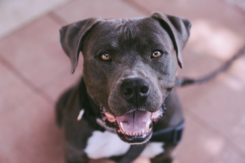  domestic, animal head, one animal, animal themes, zeu, no people, 8K, animal eye, puppy, friend, put, domestic animals, panting, camera, animal tongue