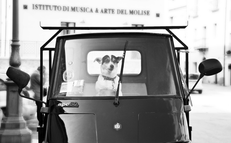 friend, larino, mammal, molise, best, car, apecar, sitting, land vehicle, motor vehicle, campobasso, text, focus on foreground, randagio, no people, mode of transportation