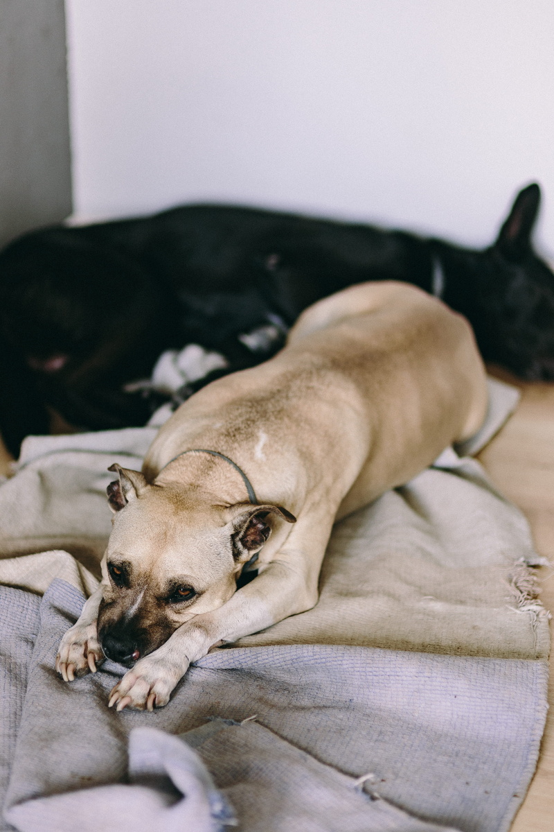 furniture, 4K, friendship, sleeping, home interior, American staffordshire terrier, mammal, resting, indoors, vertebrate, lying, canine, Old, animal themes