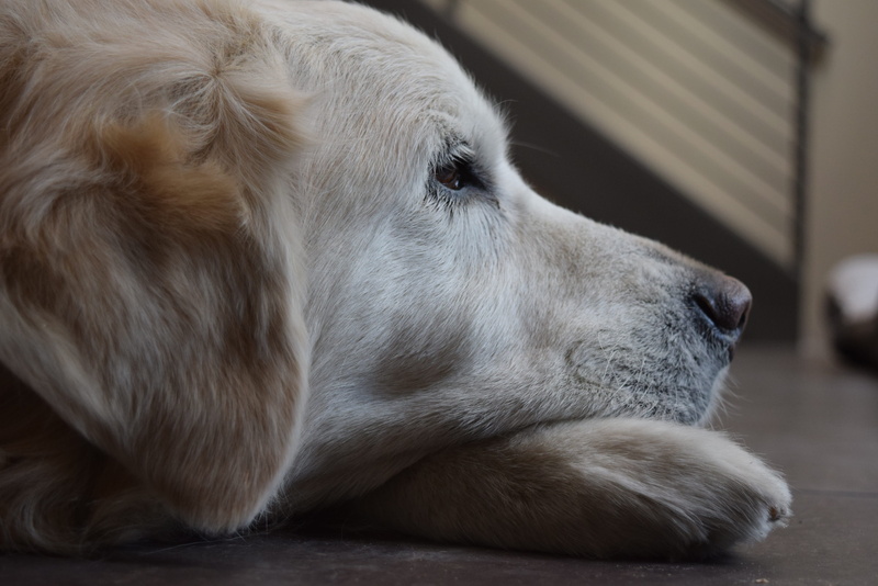 companion, lonely, best friend, waiting, one animal, old, resting, domestic, home interior, relaxation, animal themes, pet, canine, pets, focus on foreground