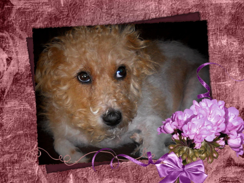 lovely maddie, my dog, maddie, 3d and abstract, my best friend, maddie may, dog, 1080P