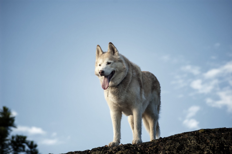 tree, canine, family, wolf, summer, portrait, one animal, little, together, child, puppy, leisure, animal, white, blue, young, happy, grass, hug, vertebrate