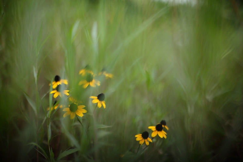 field, green, yellow  grass, plant, grass, flower, green Color, near, yellow, rudbeckia, petaled, Untitled, 720P, summer, meadow, bokeh, flowers, nature