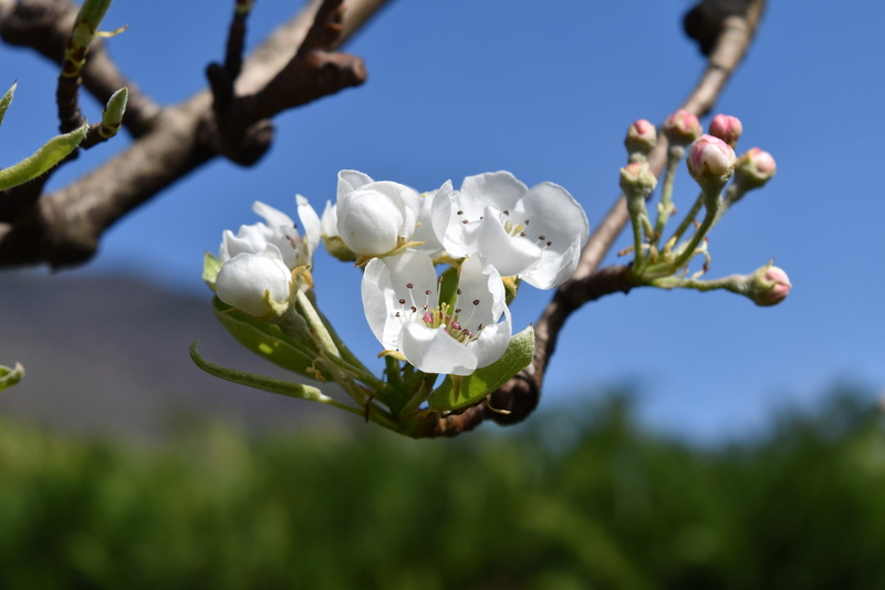 white color, spontaneous, beauty in nature, petal, outdoors, flowering plant, branch, 4K, pear-apple, close-up, springtime, nature, pears, fruit tree