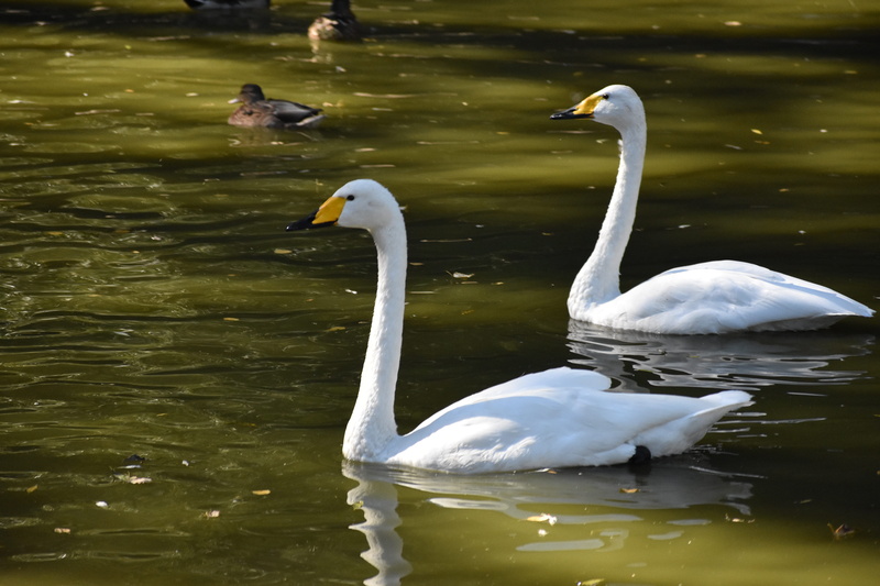 love, animal wildlife, swim, animals in the wild, zoology, animal family, beak, novosibirsk, swan, vertebrate, swimming, animal neck, bird, swans, white color