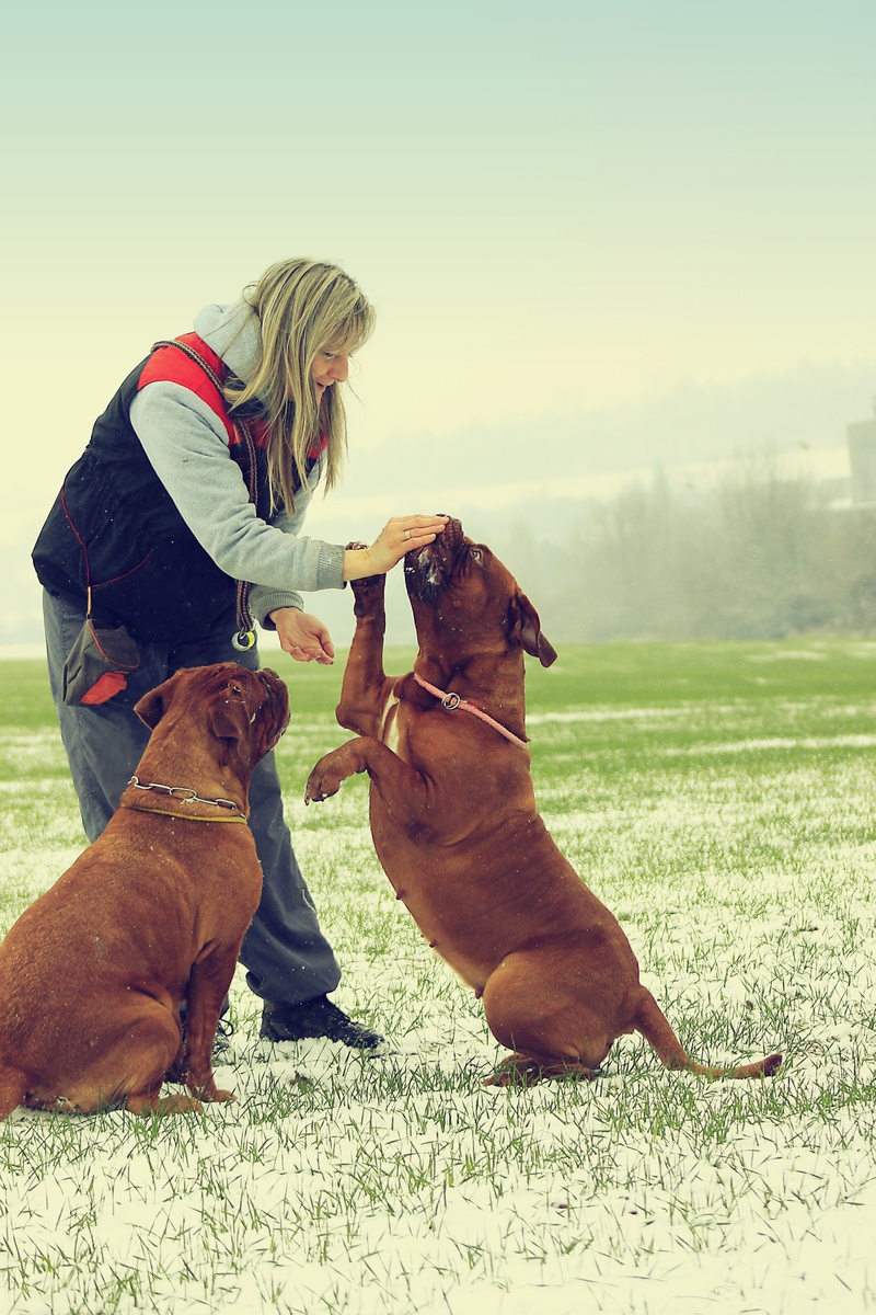 canine, snow, bordeaux, outdoors, grass, two, beautiful, funny, outdoor, french, 5K, togetherness, hat, puppy, happy, mammal, tan, happiness, winter, women