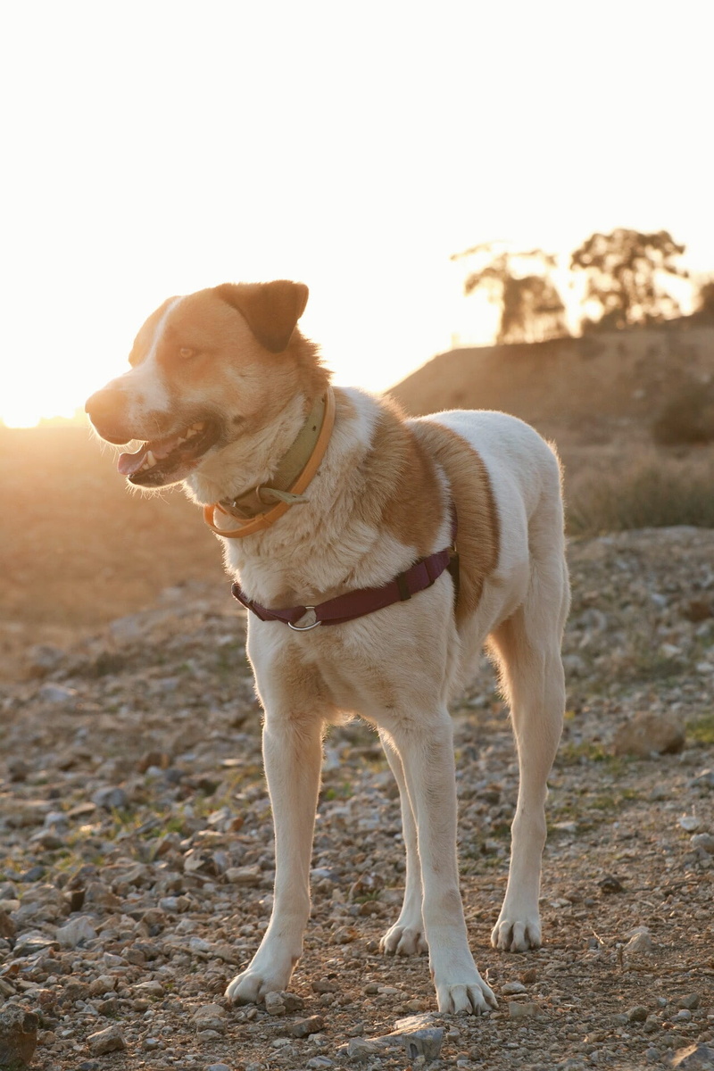 domestic animals, land, one animal, lovely, 1080P, looking, park, domestic, friendship, vertebrate, together, pet, terrier, white, grass, happy, jack russell terrier