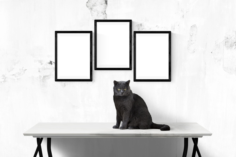 decoration, picture, cat, copy space, frame, no people, seat, picture frame, sitting, domestic, mockup, domestic cat, presentation, wall - building feature