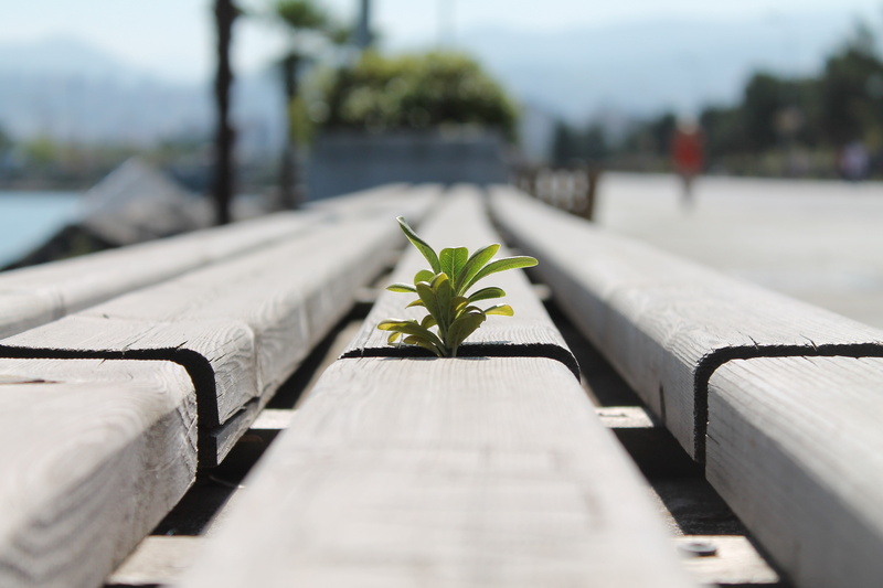 direction, architecture, leaf, growth, 4K, in a row, footpath, outdoors, plant nursery, beauty in nature, focus on foreground, bench, nature, selective focus