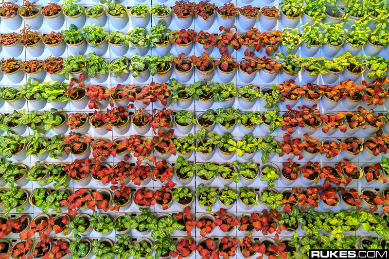 Hong Kong, abundance, in a row, photography, sale, arrangement, food and drink, order, multi colored, plant pot, variation, food, choice, 1080P, plant nursery