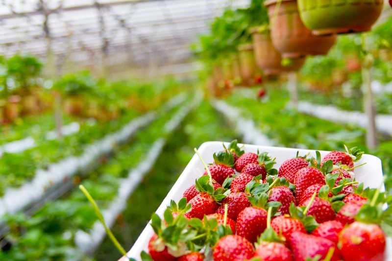 freshness, growing, focus on foreground, organic, fruit, healthy Eating, green color, berry Fruit, strawberry, gardening, greenhouse, food and drink, plant