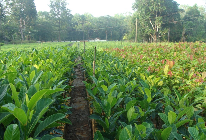 nursery, beauty in nature, scenics - nature, plant, tranquil scene, no people, outdoors, landscape, food, nature, rural scene, forestry, seedlings, farm