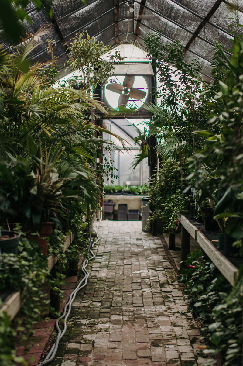 day, potted plant, blogger, sharp, plant part, plant nursery, the way forward, interior, hot, built structure, footpath, ceiling, no people, quiet, green color