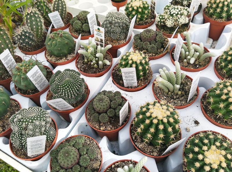 arrangement, large group of objects, succulent plant, retail display, food and drink, freshness, 4K, high angle view, table, day, cactus, plants, green