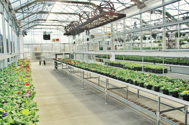 greenhouse, 5K, day, indoors, incidental people, conservatory, plant, flowering plant, abundance, large group of objects, nature, botany, ceiling, industry