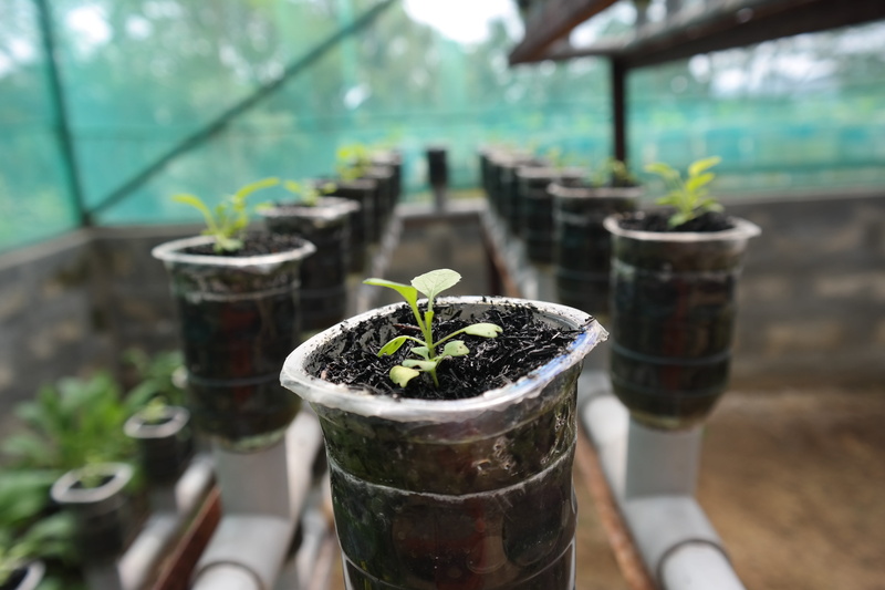 green, seedling, hydroponic, green color, leaf, botany, nature, flower pot, plant nursery, day, growth, plant part, outdoors, beginnings, freshness, focus