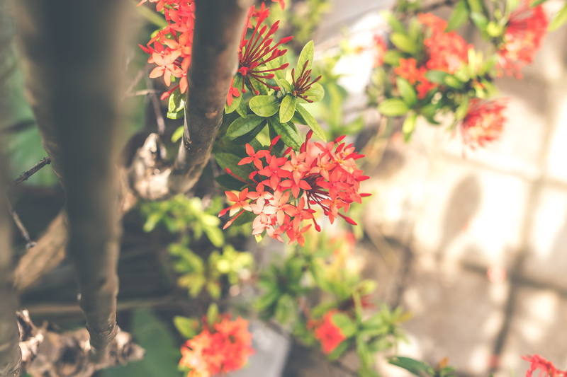 petal, santan, detail, outdoors, leaf, flowering plant, nature, green color, background, 5K, close-up, flower arrangement, indoor, beauty in nature, growth