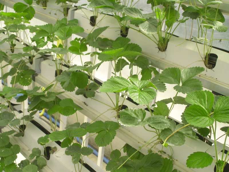 food, cook, greenhouse, grow, material, sunlight, cooked, market, green color, leaves, low angle view, lettuce, technology, freshness, green, hanging, strawberry