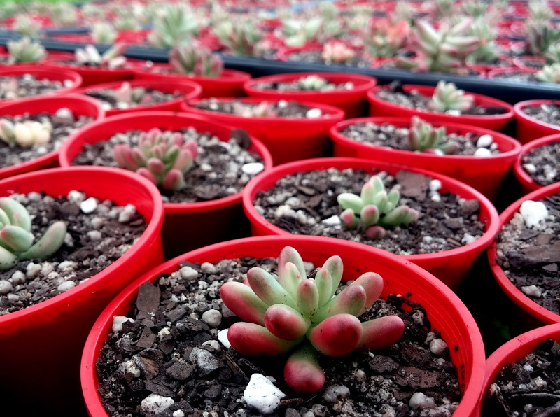 cactus, no people, garden, red, 2K, Succulent, retail, botany, nature, nursery, food, growing, for sale, green, choice, full frame, day, food and drink