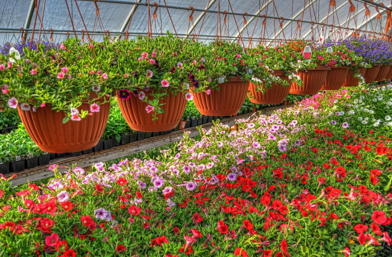 flower Head, flowering plant, flower, green Color, variation, greenhouse, outdoors, summer, no People, 1080P, choice, potted Plant, blossom, lot, architecture