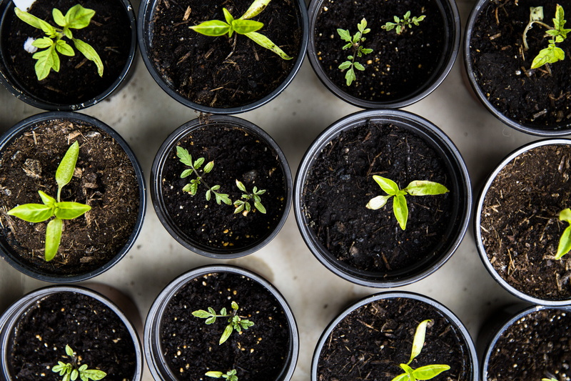 leaf, botany, green color, side by side, plastic, dirt, sprout, leafed, mud, seed, herbs, nature, pot, freshness, new life, seedling, leaves, grain, bowl