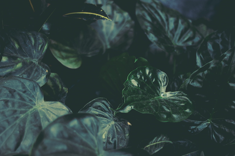growth, nature, food, selective focus, shot, leaf, green house, shallow, photography, day, 2K, moody, green leafe, close-up, herb, freshness, botanic