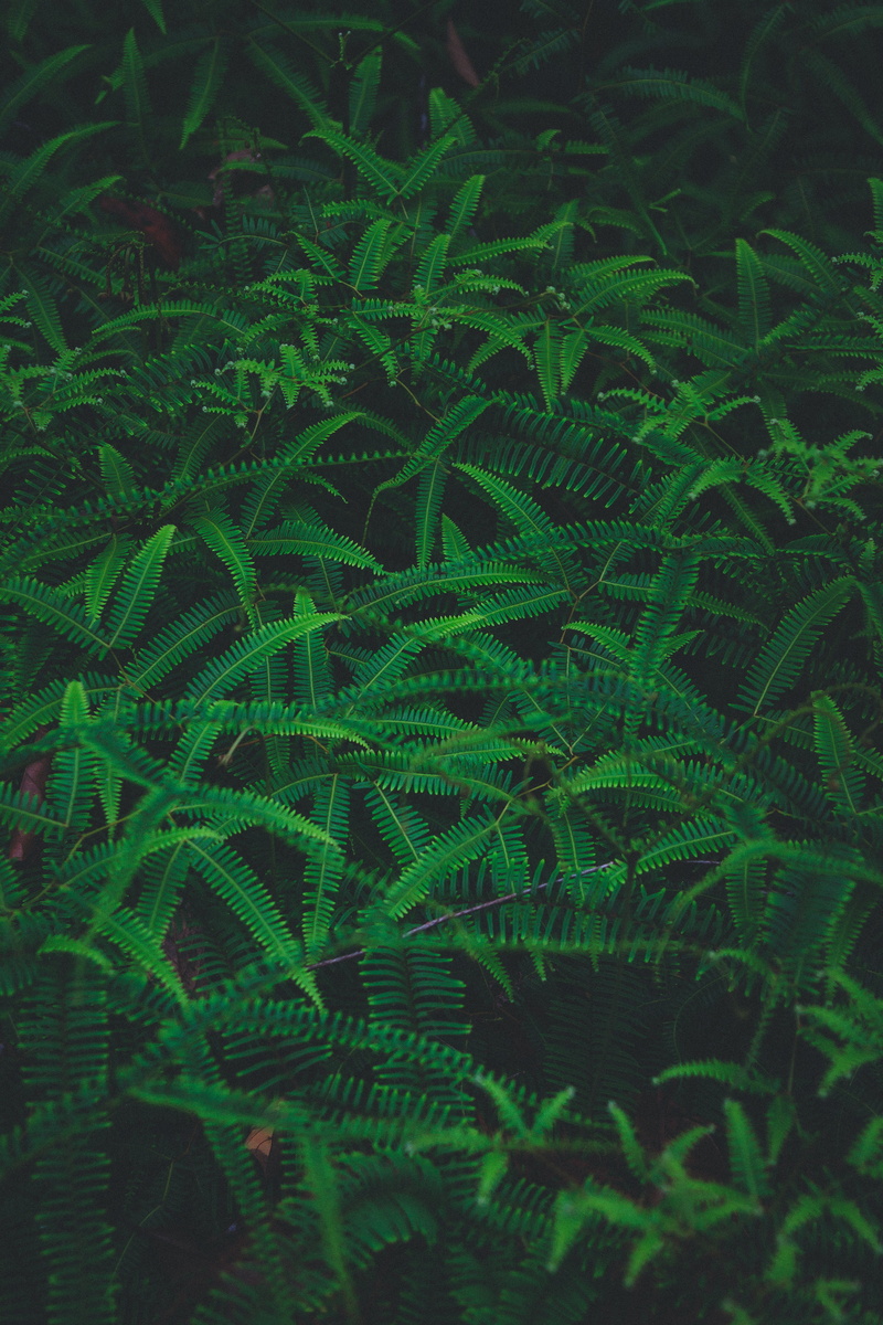 photography, growth, fern, beauty in nature, plant, nature, green, green color, grass, forest, outdoors, amazon, branch, plant part, tree, woodland, leafe
