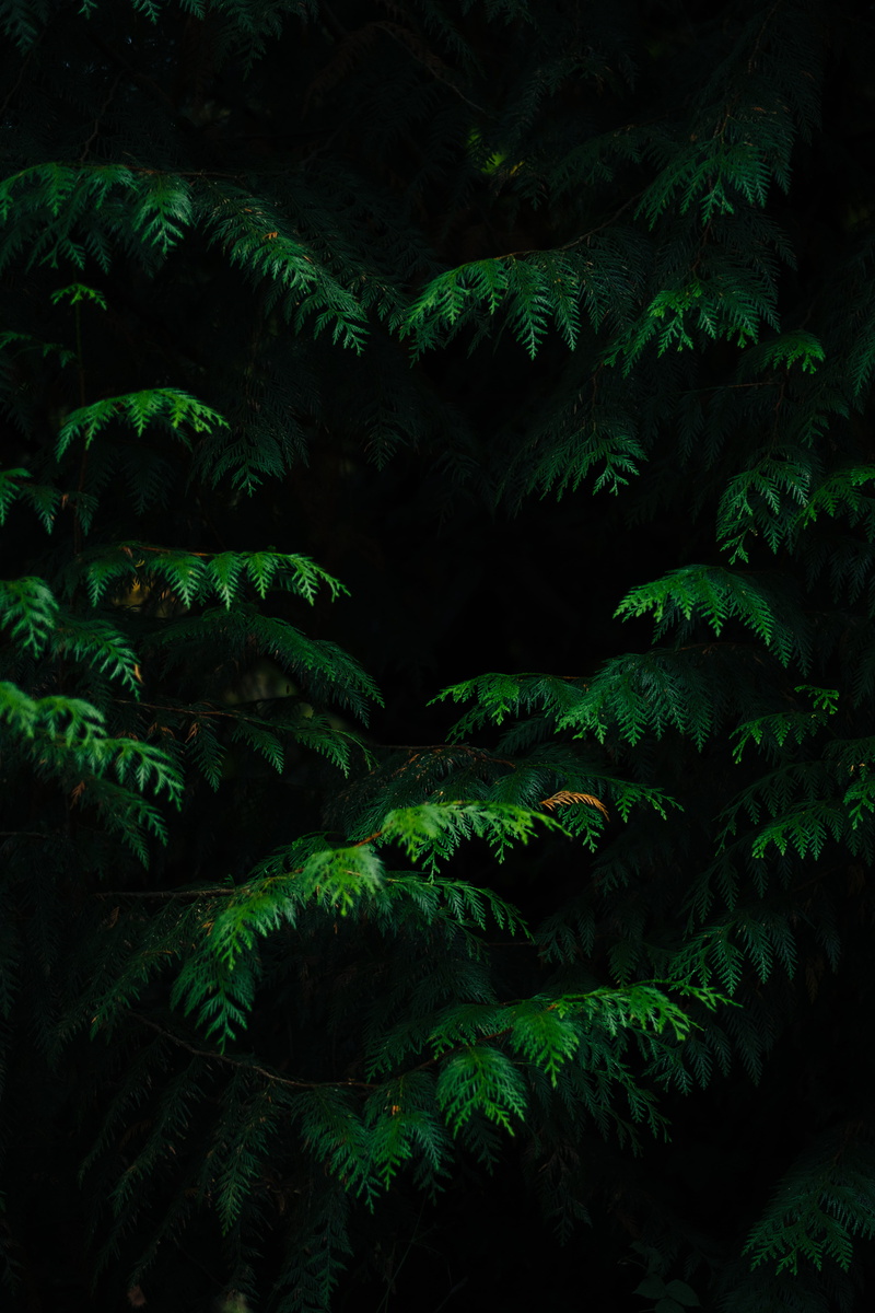 plant, green, fern, forest, backgrounds, autumnal, lush foliage, greenery, landscape, 5K, night, nature, light, rainforest, dark, tree, botanical, no people