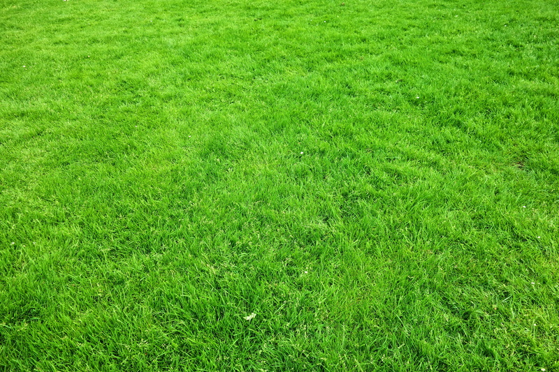 environment, backgrounds, garden, tranquility, photo, green, outdoors, nature, daytime, grass, plant, growth, landscape, high angle view, person, taking