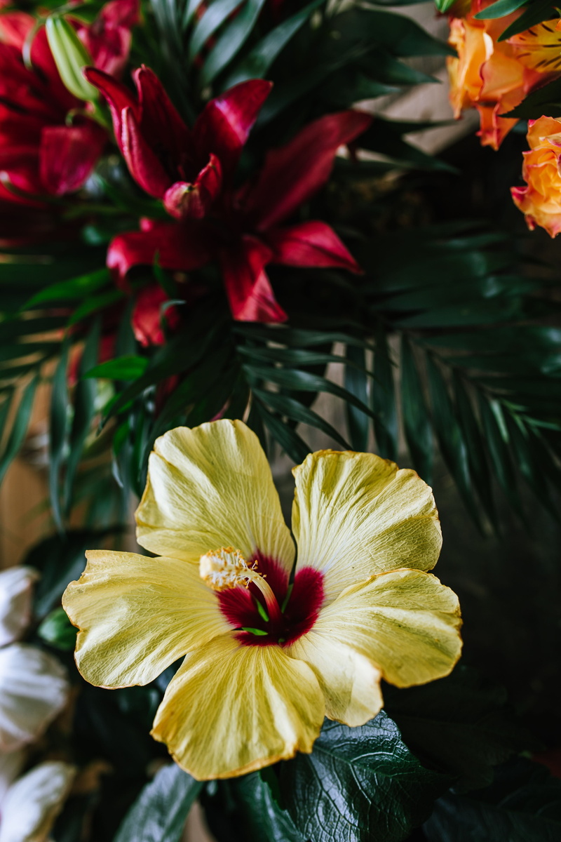 botany, outdoors, yellow, nature, flower, focus on foreground, petal, tropical, leaf, Greenery, beauty In Nature, flora, close-up, flowering plant, blossom
