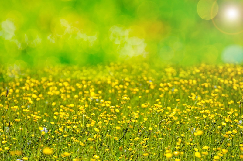 land, photo, meadow, leaf, saturated color, summer, photography, natural, flower head, green color, shallow, colorful, growth, focus, vibrant color, beauty in nature