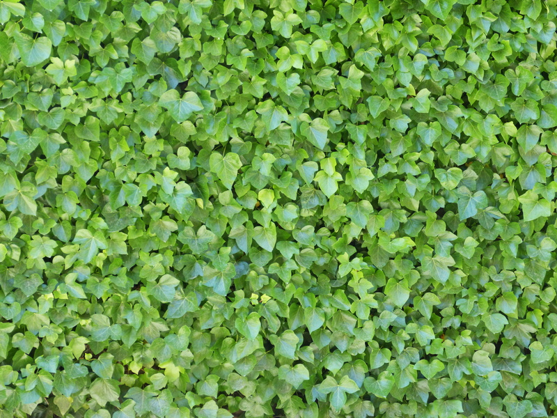 leaves, abundance, abstract, nature, day, backgrounds, field, clover, no people, green Color, foliage, beauty in nature, outdoors, land, background, full frame