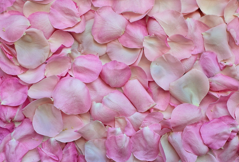 valentines day, fragility, 5K, flower, petals, romance, abundance, backgrounds, no people, plant, close-up, color, vulnerability, petal, full frame, large group of objects