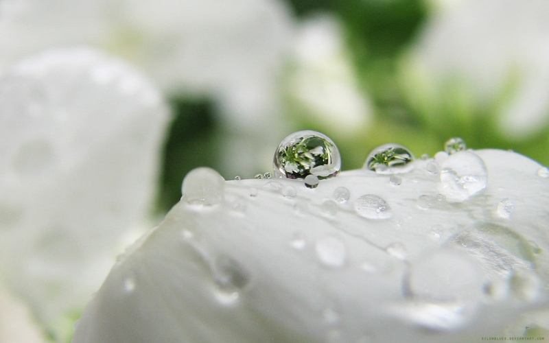 flower, beauty in nature, no people, flowering plant, white, macro, wet, outdoors, purity, depth of field, extreme close-up, freshness, water, selective focus