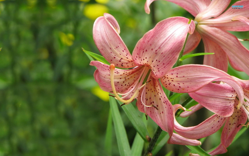 pink, lilies, 1080P, nature and landscapes, nature, elegance, s, spotted, flowers
