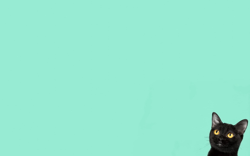 obvious artifacts, cat, minimalism, increased to a larger resolution, 1080P, poor quality s, fuzzy