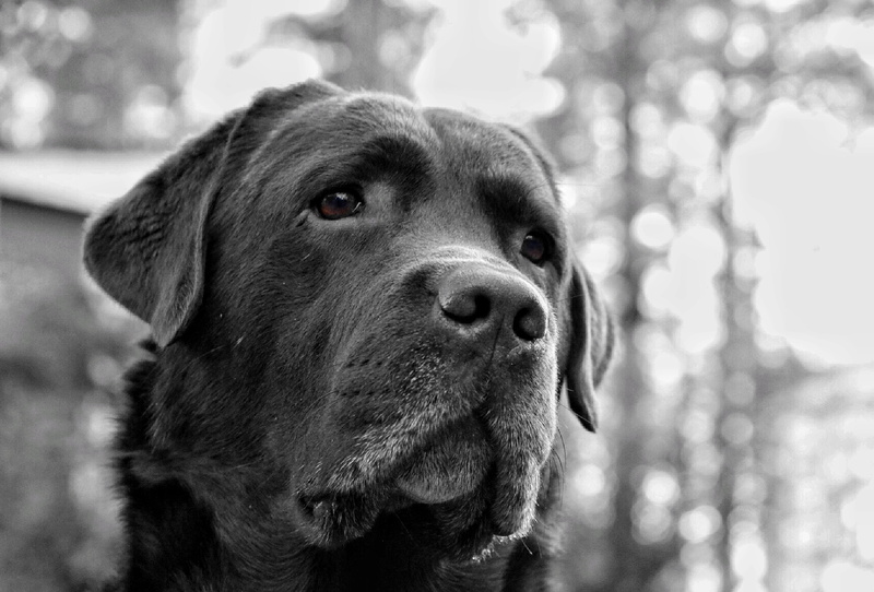 day, pets, dog, animal themes, one animal, nature, close-up, mammal, animal head, sad face, 4K, canine, animal, sad, sad eyes, animal nose, domestic animals