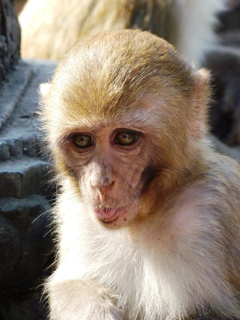 vertebrate, animal themes, animal, zoo, the most obvious, animals in the wild, the hair, animal head, focus on foreground, looking away, close-up, one animal